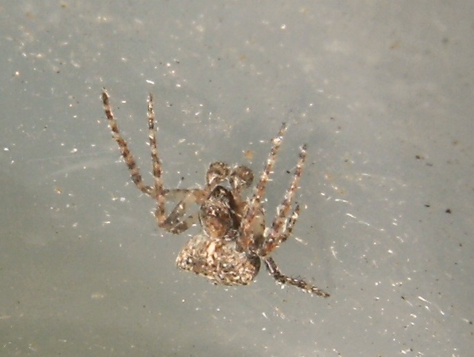Gibbaranea sp.